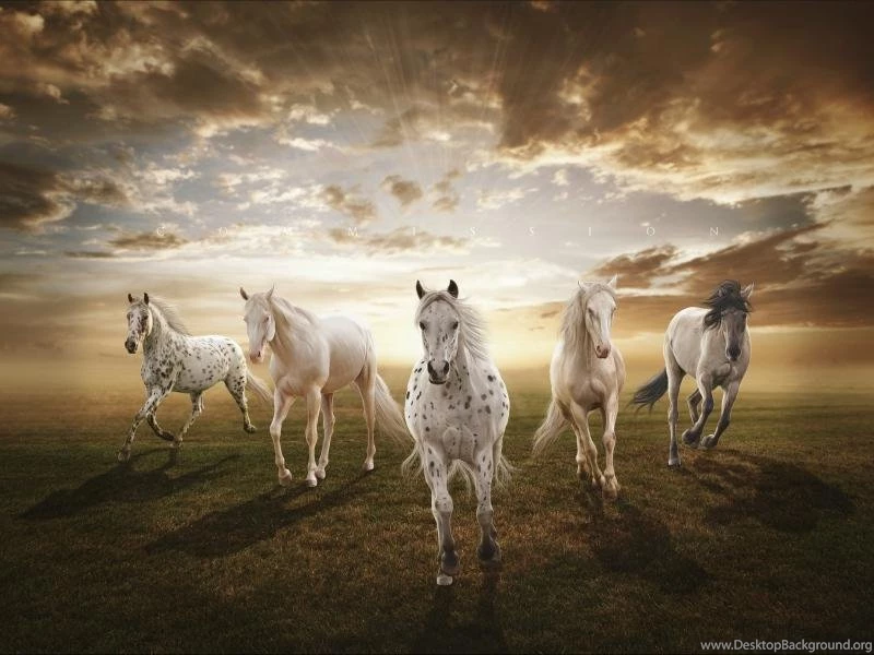 Horses Wallpapers Android Apps On Google Play