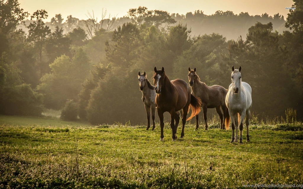 Horses Wallpapers