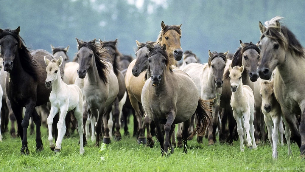 Group Horses Wallpapers