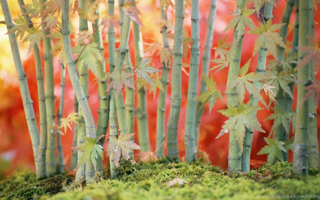 Mac OS X Snow Leopard Bamboo Wallpapers Wallpapers HD Wallpapers ...