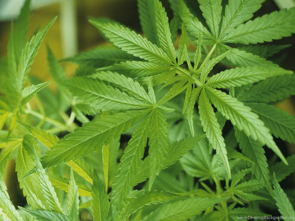 Marijuana Monochrome Leaves Wallpapers