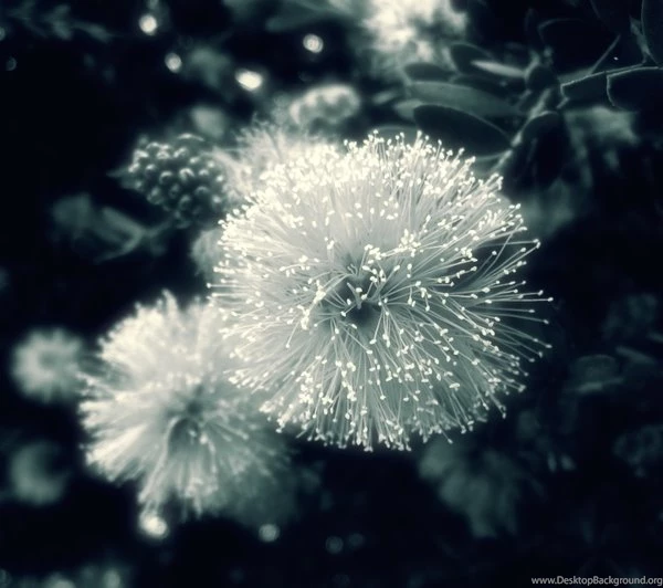 Galaxy Nexus Galaxy Nexus 1441x1279 Wallpapers – Galaxies ...