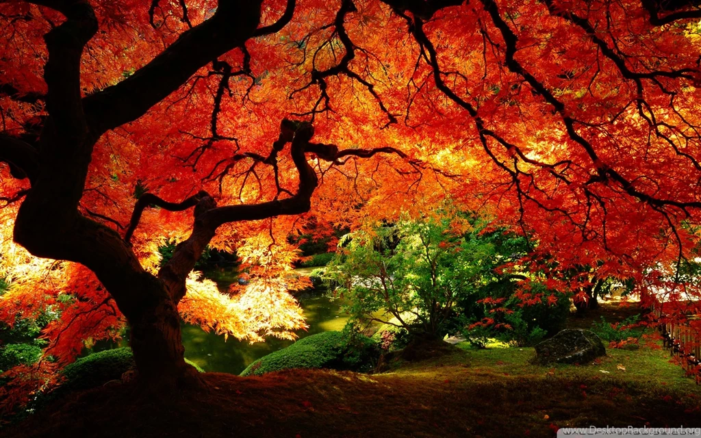 Beautiful Autumn HD Desktop Wallpapers : Mobile : Dual Monitor