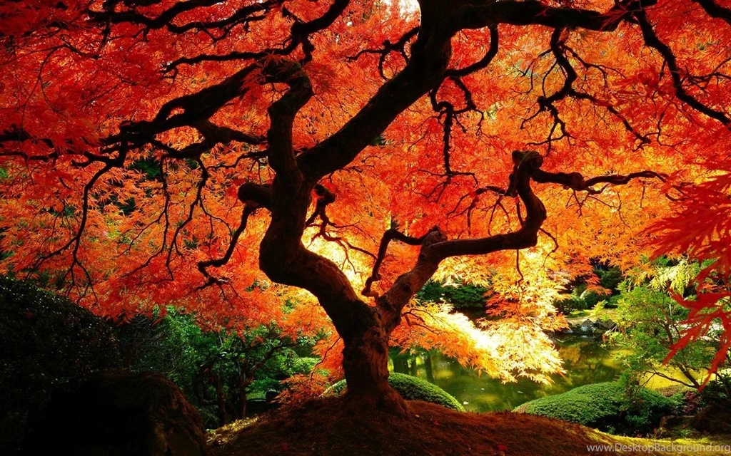 Autumn Wallpapers Android Apps On Google Play