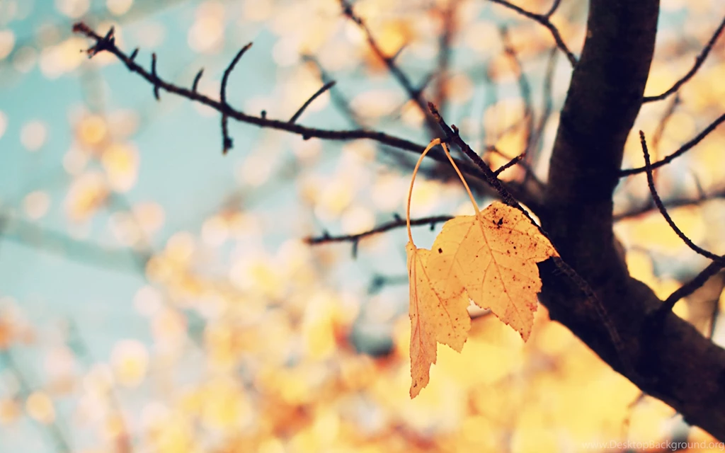 Pretty Fall Backgrounds HD Wallpapers
