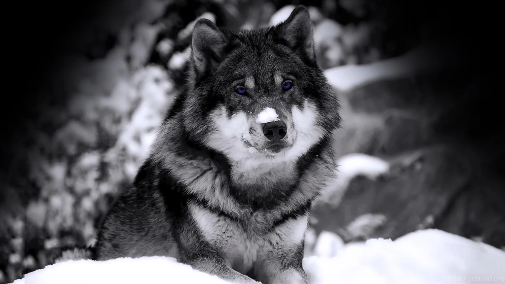 Wallpapers Snow Wolf In Full Hd 1920x1080
