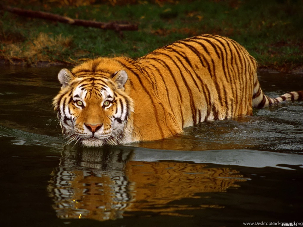 Free 3d Wallpapers Downloads Collection (45+)