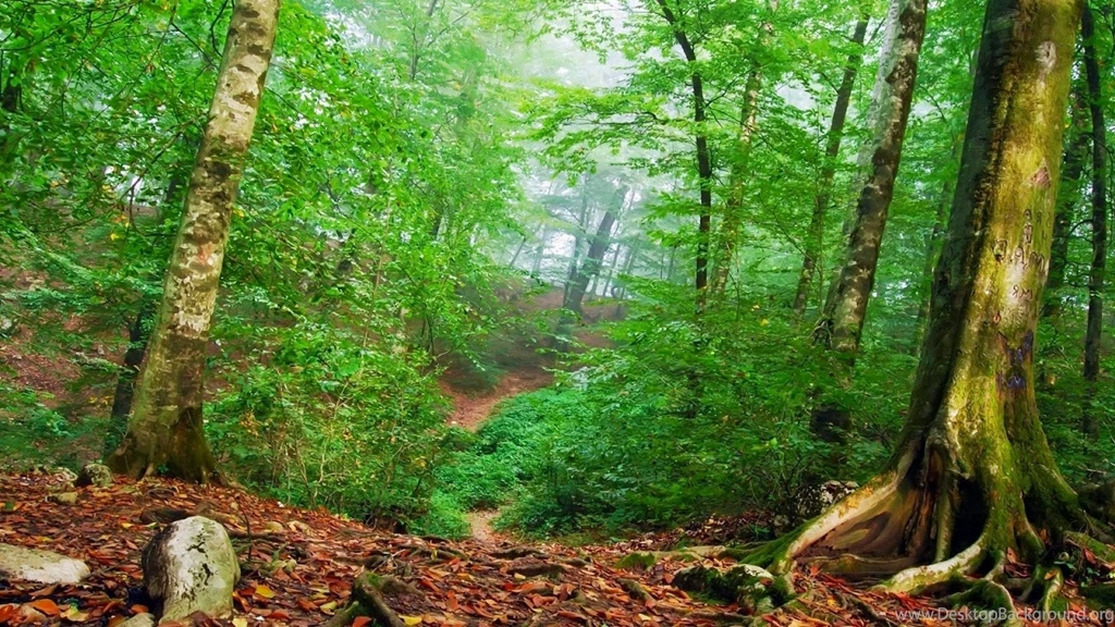 Full HD Size Nature Wallpapers Free Downloads Full HD High Res ...