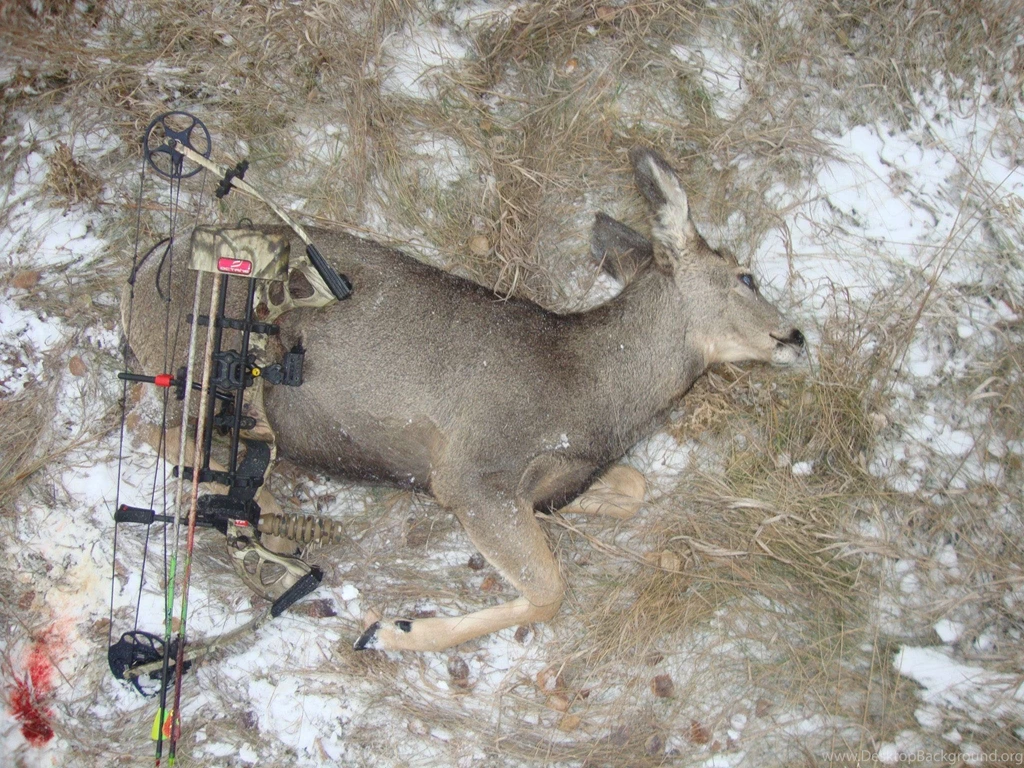 PSE Stinger Strikes Again! Archery Mule Deer 2012!. YouTube