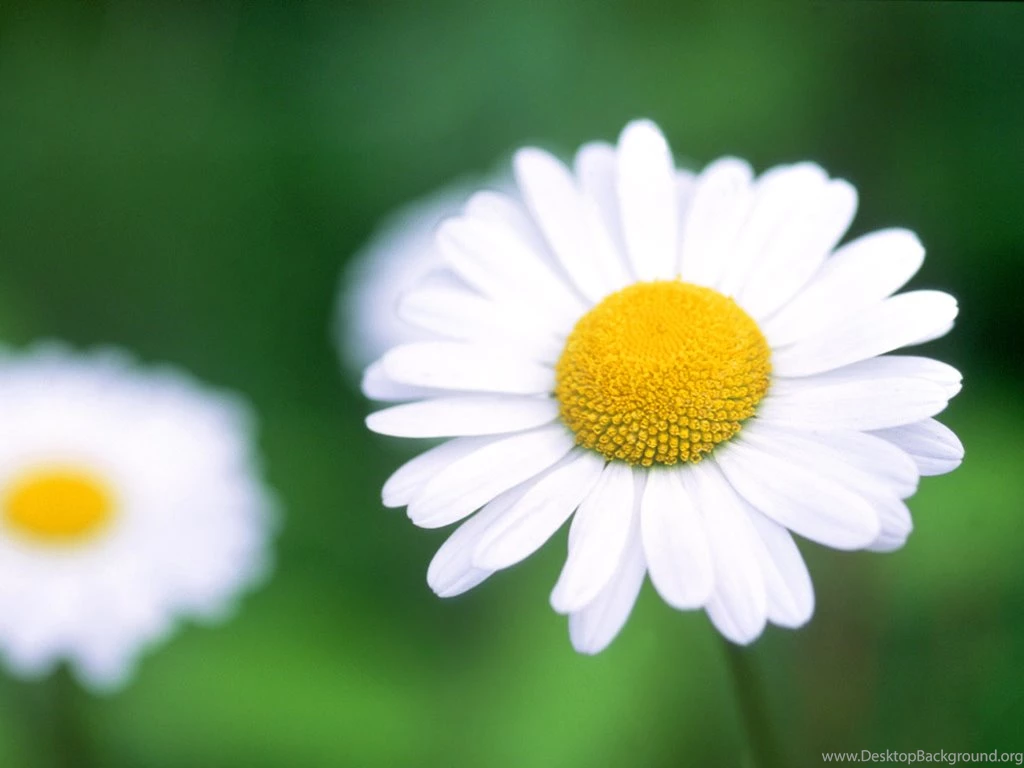 Awesome Daisy Picture