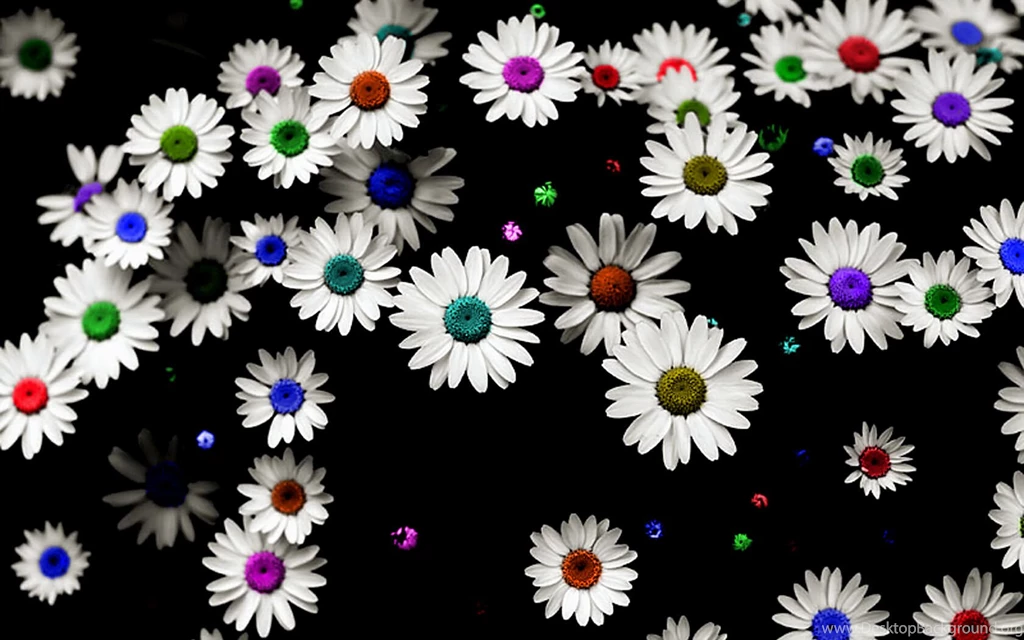 Colorful Daisy Wallpapers Free HD 16614   Amazing Wallpaperz