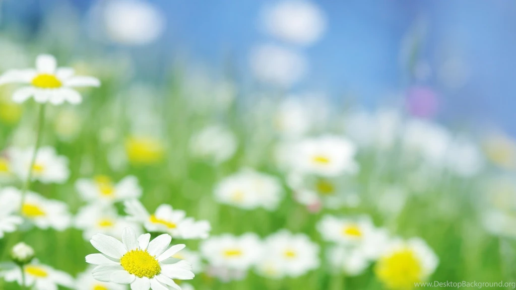 Daisy Flower Pictures And Wallpapers Download