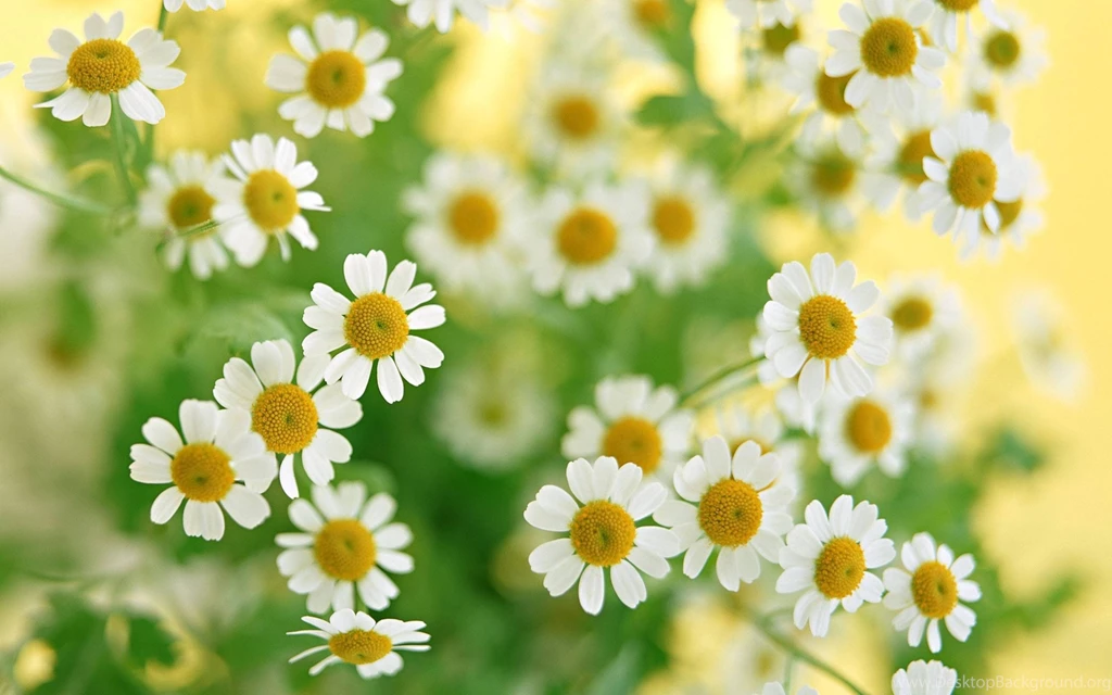 Daisy Wheels Field Wallpapers And Images Wallpapers, Pictures ...