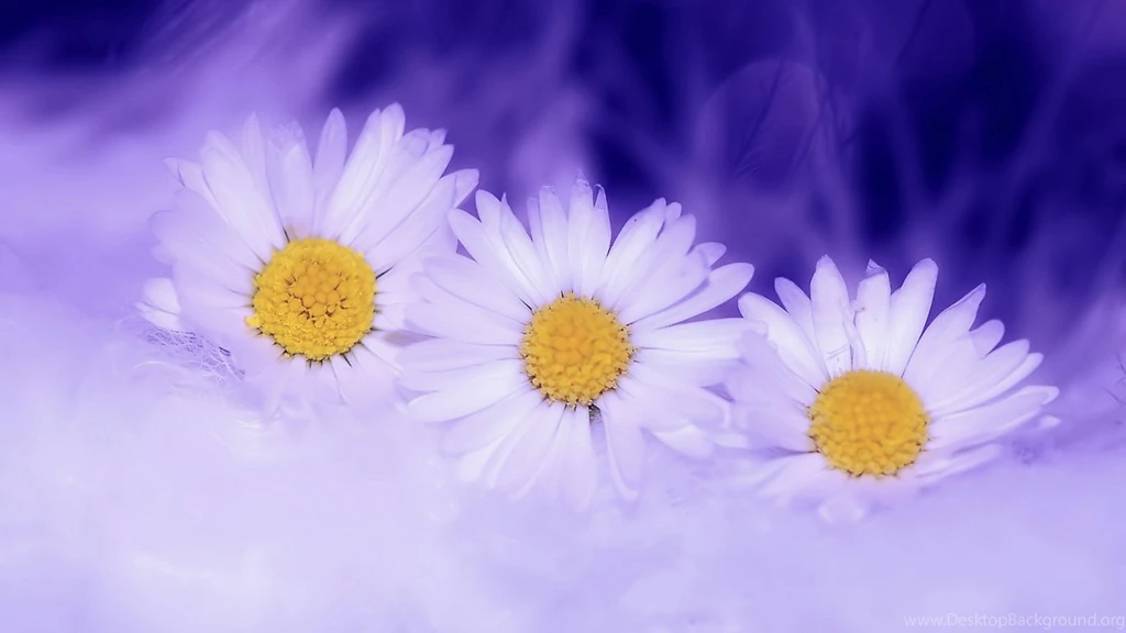 Download Wallpapers 1366x768 Daisy, Flowers, Macro, Petals Laptop ...