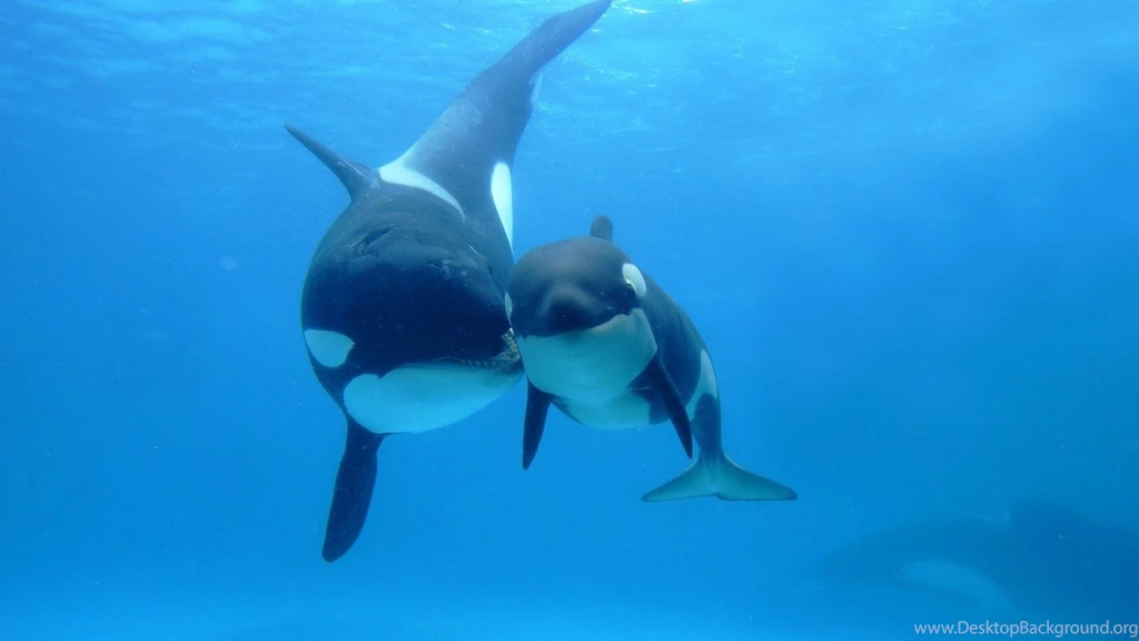 Baby Killer Whales   Wallpaper.