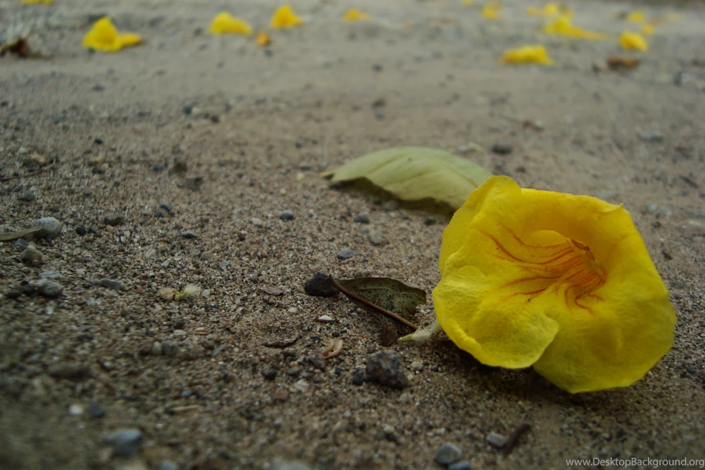 Sad Nature HD Wallpapers