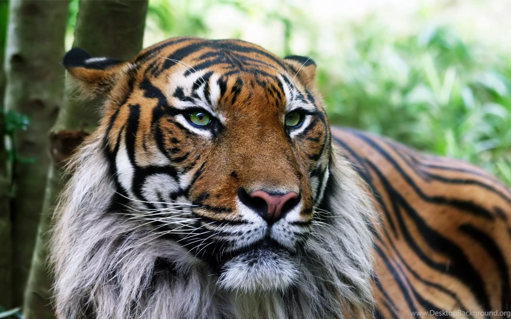 Desktop Wallpapers · Gallery · Animals · Liger