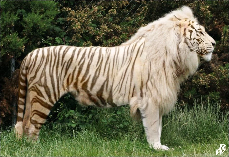 4338x3456px Liger