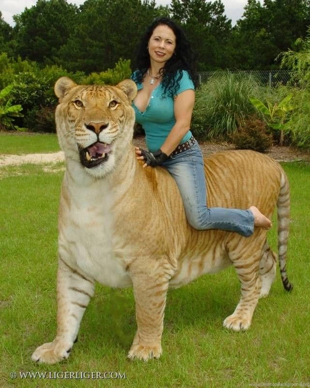 Hercules The Liger 2015 Wallpapers For Backgrounds