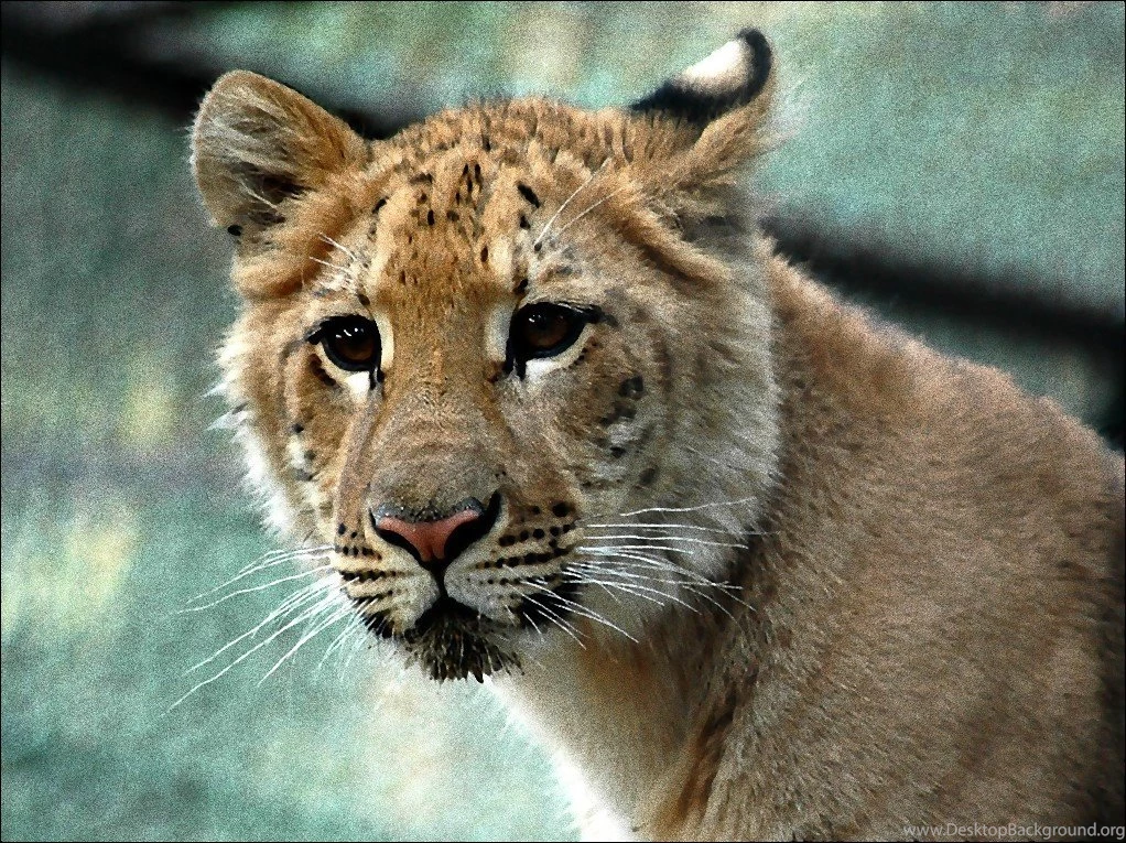 Cats Liger Cub Lion Africa Jungle Zoo Savannah Mix Tiger Wallpapers ...