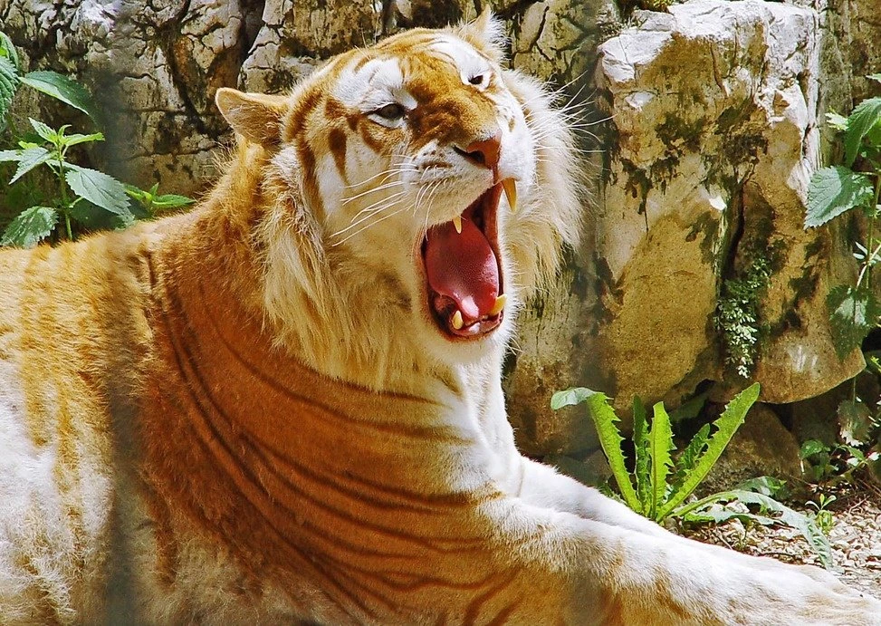 Quality A Liger Picture On Animal Picture Society