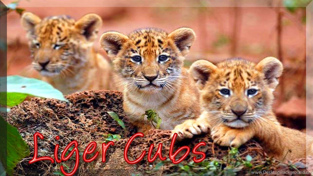 Liger Cubs Animal Lion Animals Cats Ligers Tiger Other Wallpapers ...