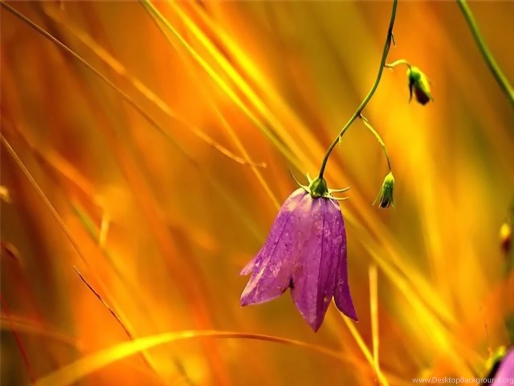 Desktop Wallpapers · Gallery · Computers · Vista Backgrounds ...