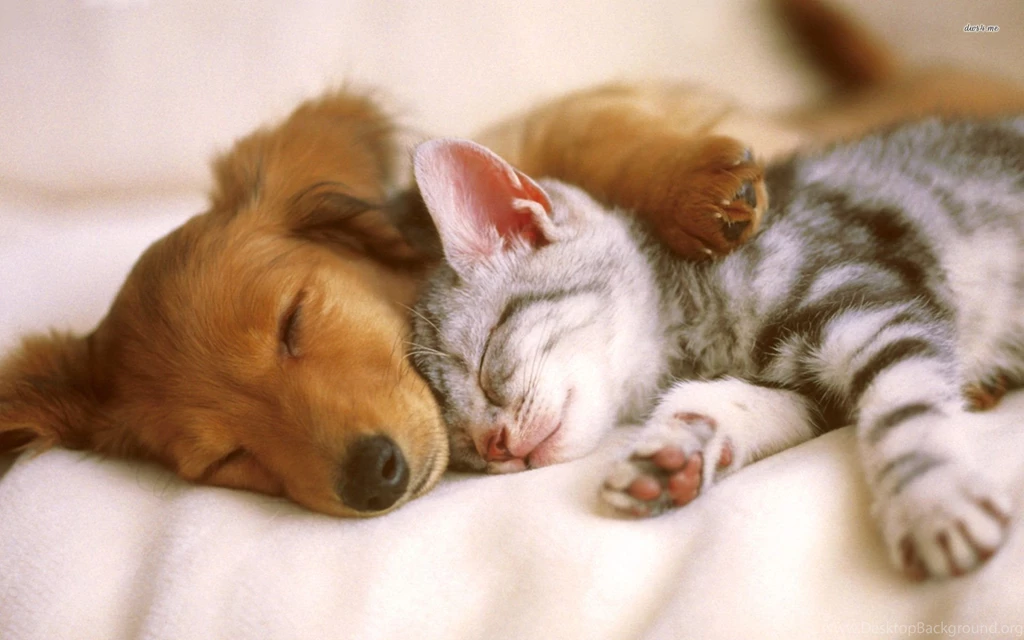 Cute Puppy And Kitten Sleeping