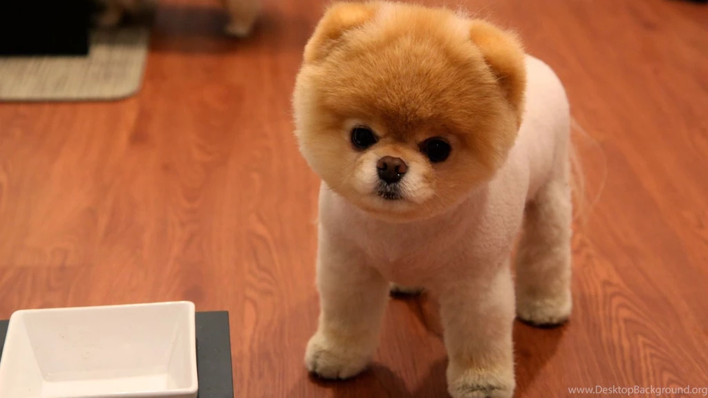 Kittens And Puppies And Bunnies And Hamsters Hd Cute Puppy ...