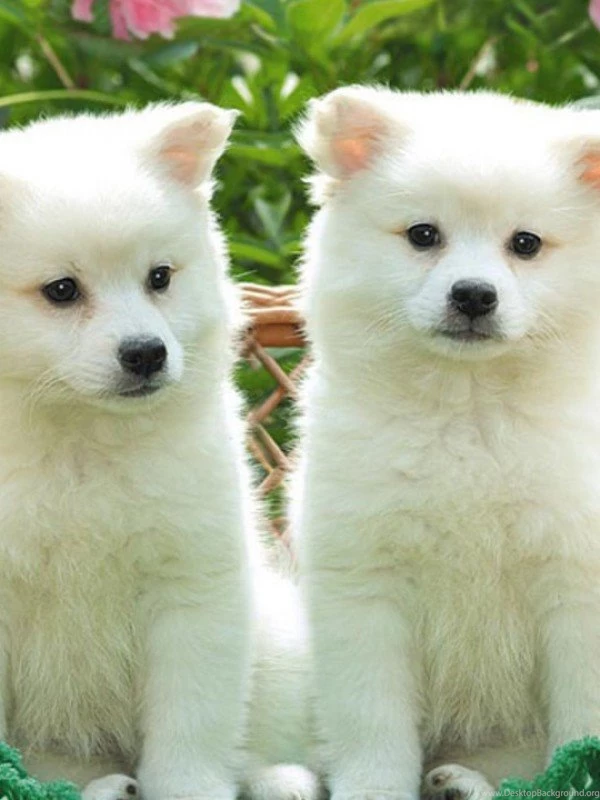 Cute Puppies And Kittens Wallpapers