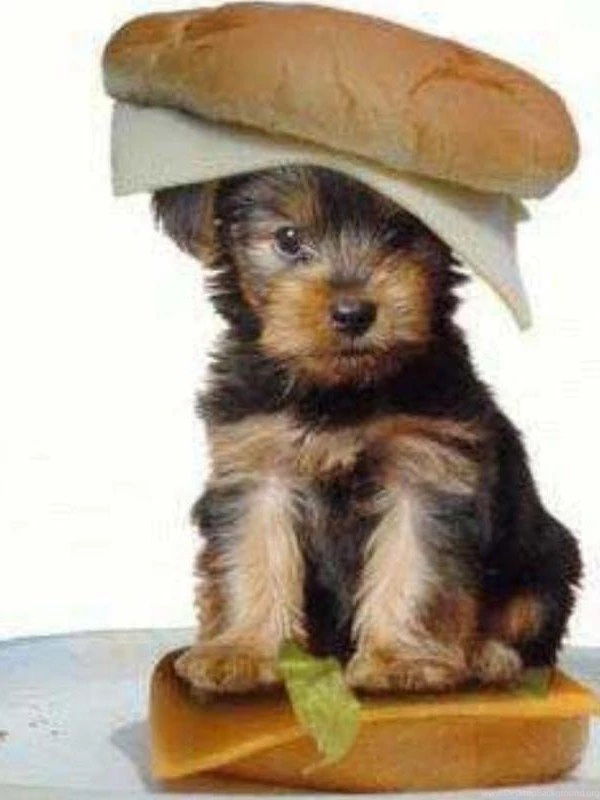 Cute Puppies And Kittens Wallpapers