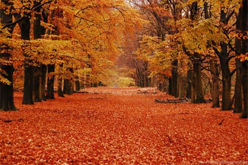 Backgrounds Fall Wallpapers Zone