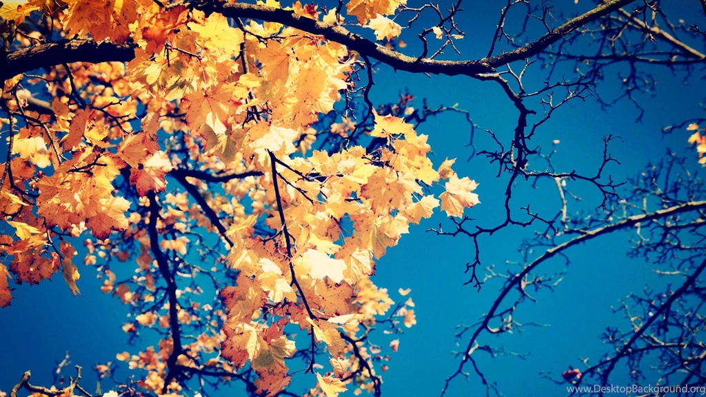 Macbook Fall Backgrounds Wallpapers