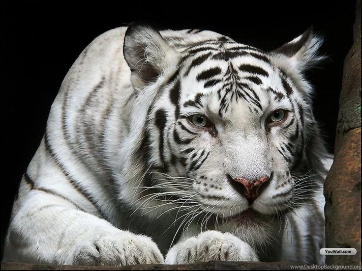 Wallpapers 3d Image Animation Wallpapers Similar All Top Wallpapers ...