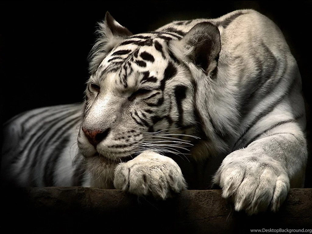 White Tiger Wallpapers Hd