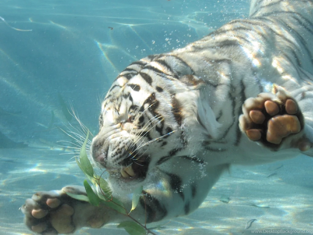 Image Of A White Tiger Wallpapers 3d Hd Pictures.