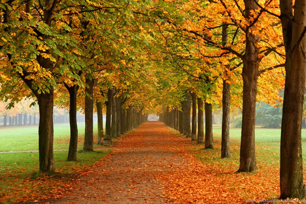And Fall Colors Wallpapers Road Nature Hd Widescreen Wallpapers ...
