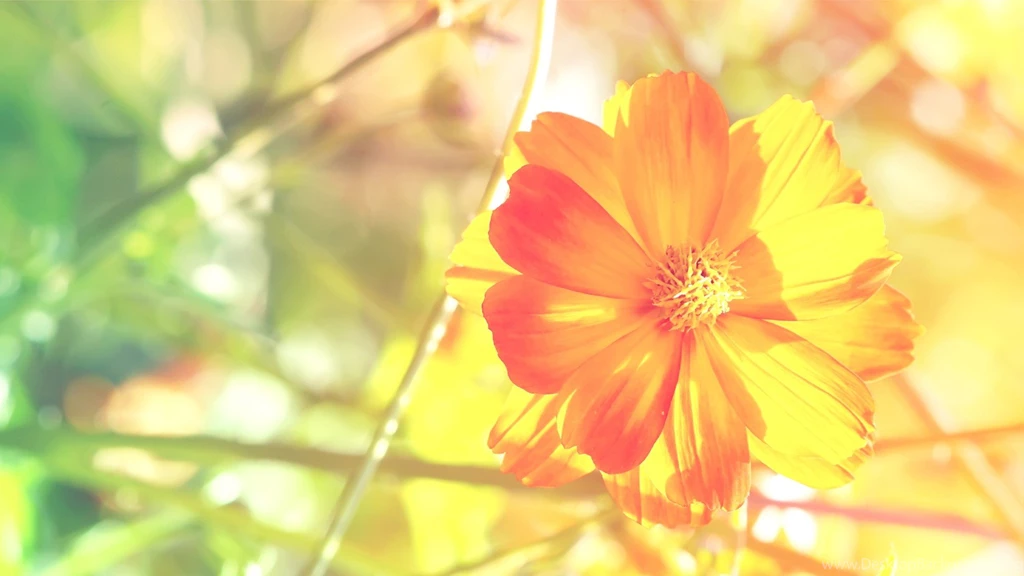 Desktop Orange Floral Backgrounds