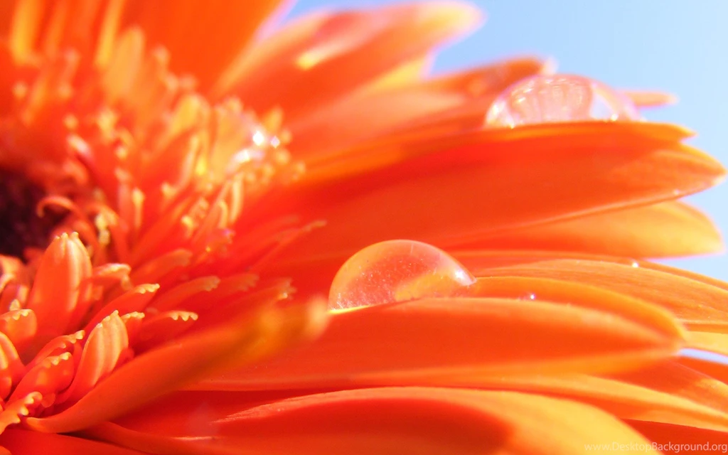 Desktop Orange Floral Wallpapers