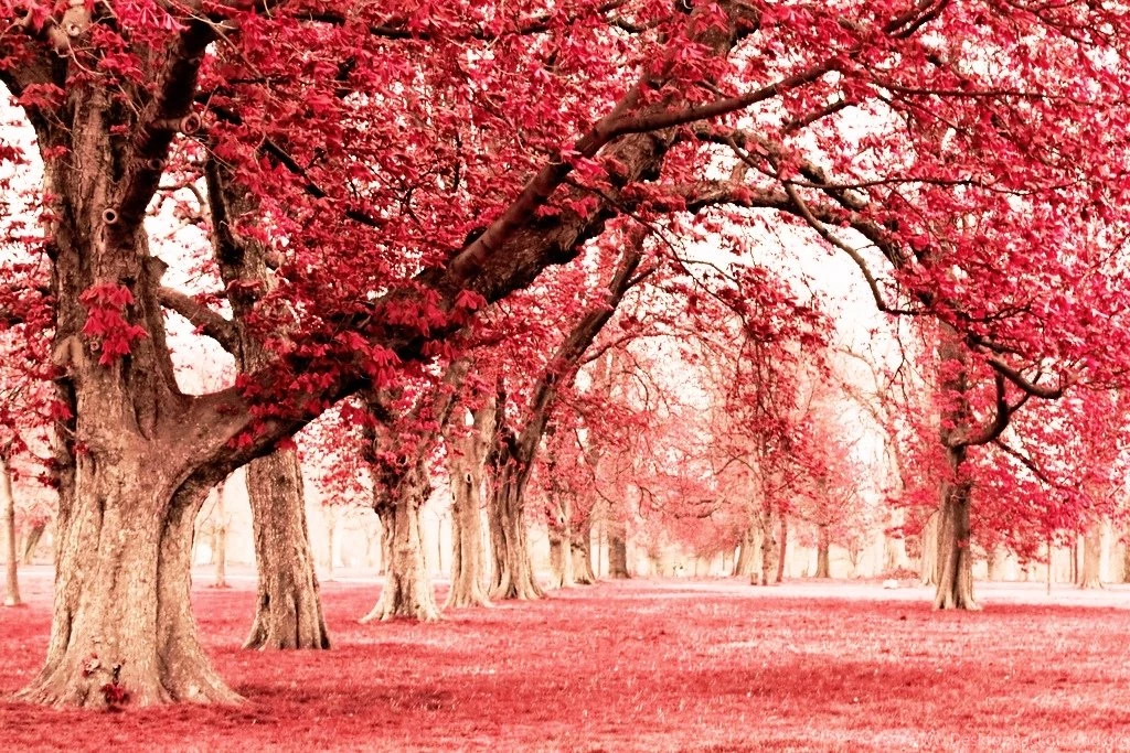 Pink Land With Tree Wallpapers 1024x683 587697