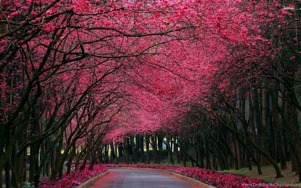 Pink Flowers Autumn Trees Park HD Wallpapers