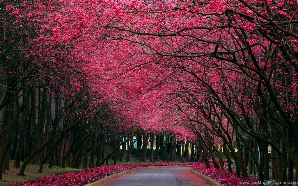 Nature Pink Trees