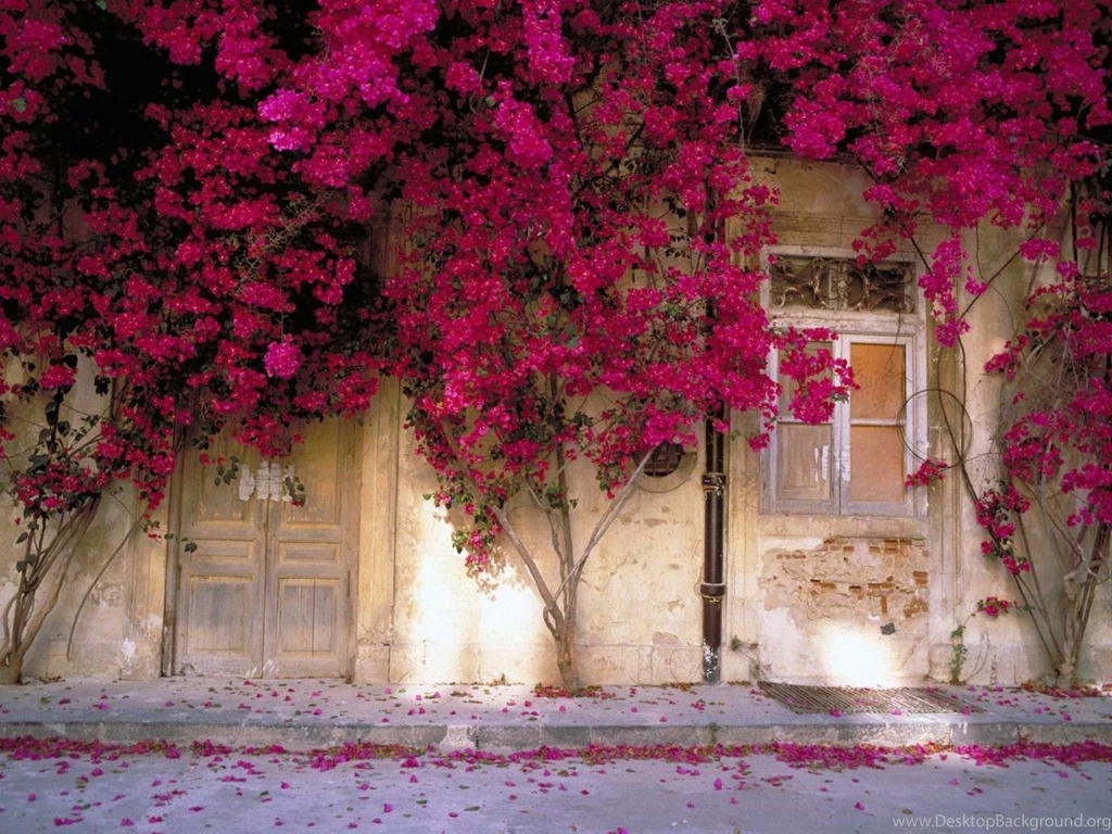 Pink Trees Wallpapers Wallpapers Cave