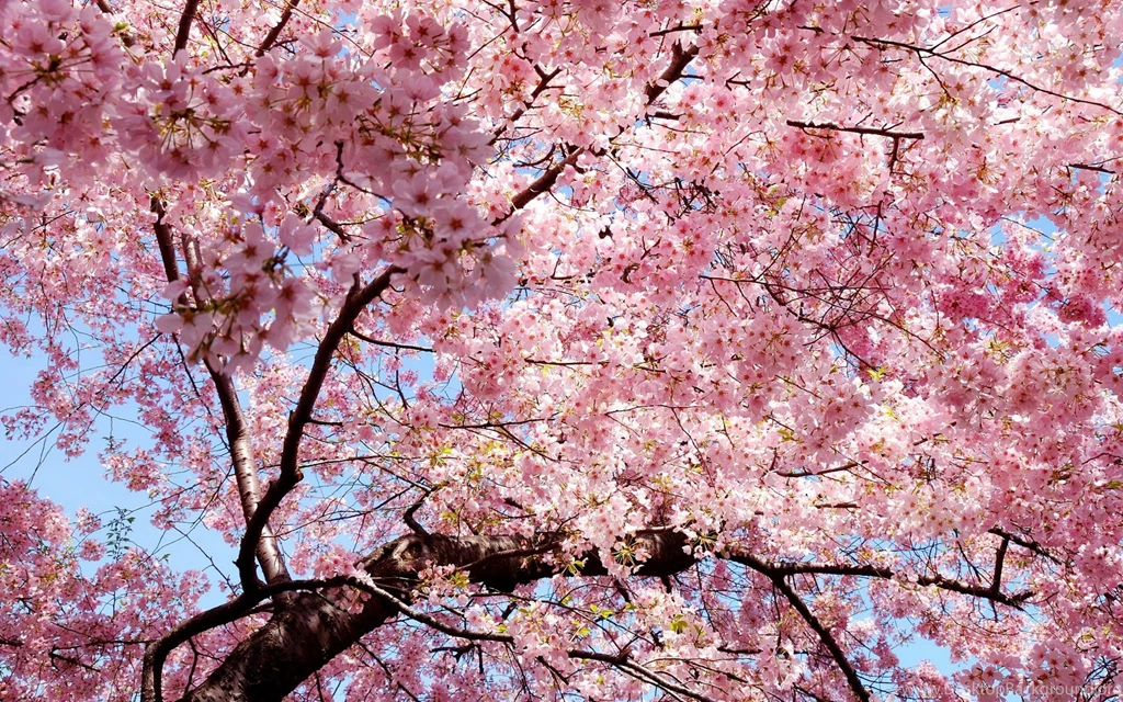 Flowers Tree Branches Pink Wallpapers