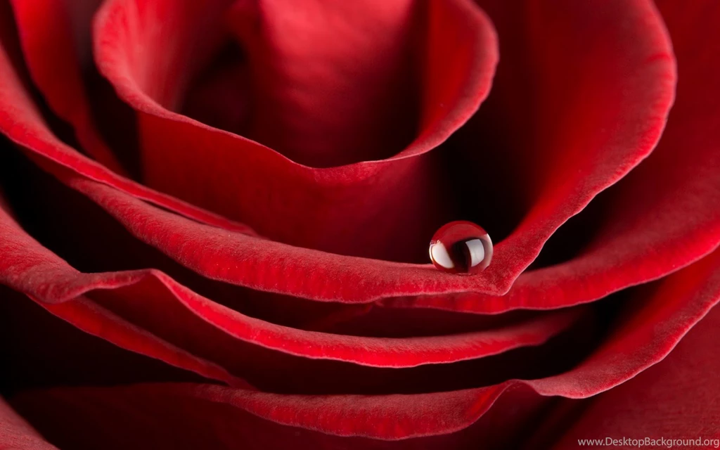 Valentine's Day Romantic Rose HD Desktop Wallpapers Free Download ...