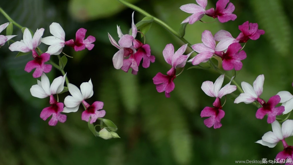 Beautiful Flowers HD Flowers Photography 1920x1080 Wallpapers ...