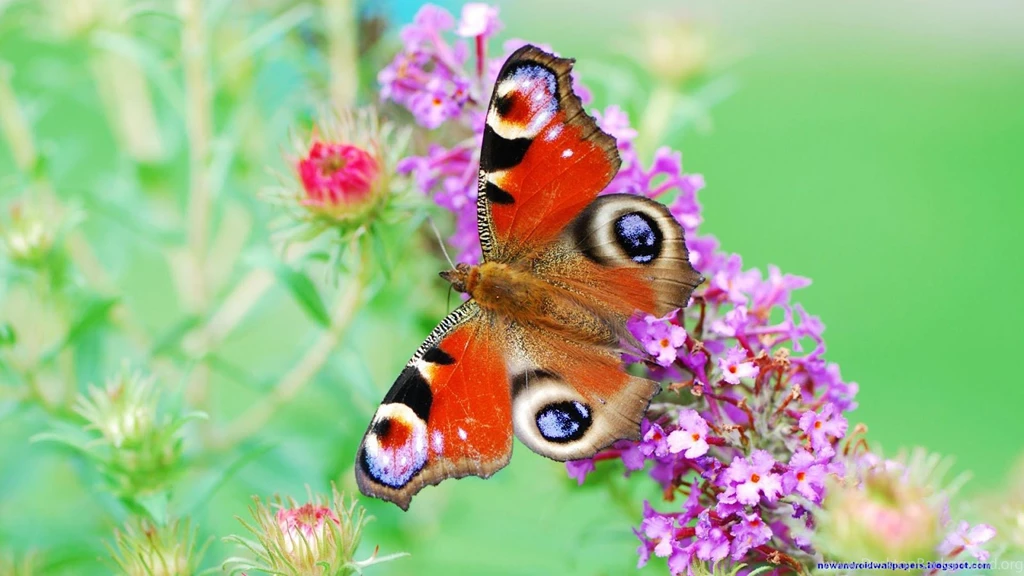 Beautiful Butterfly With Flowers Hd Wallpapers Free For Android ...