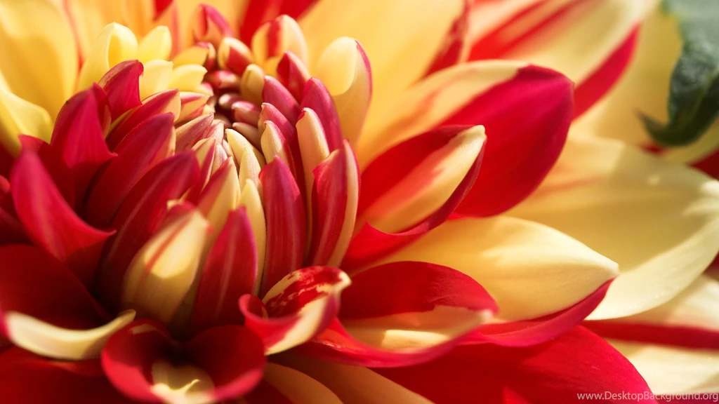 Download Beautiful Flowers Wallpapers HD Wallpapers Desktop ...