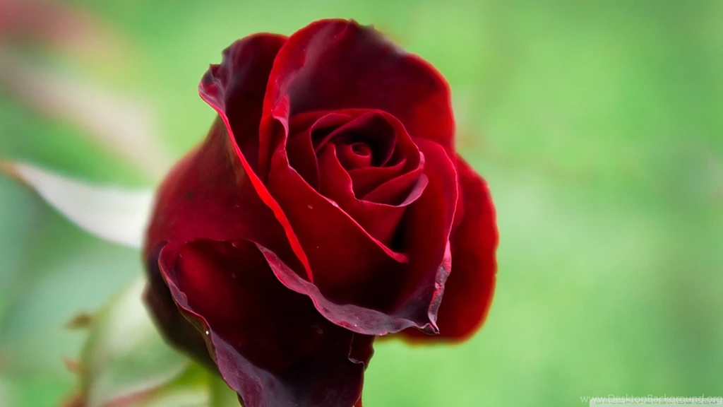 Beautiful_red_rose_hd_flower_wallpaper_1920x1080.jpg