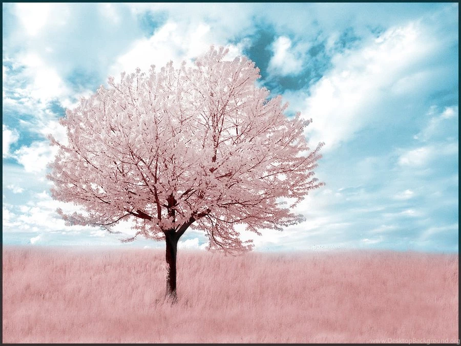 Pink Tree Infrared... By MichiLauke On DeviantArt